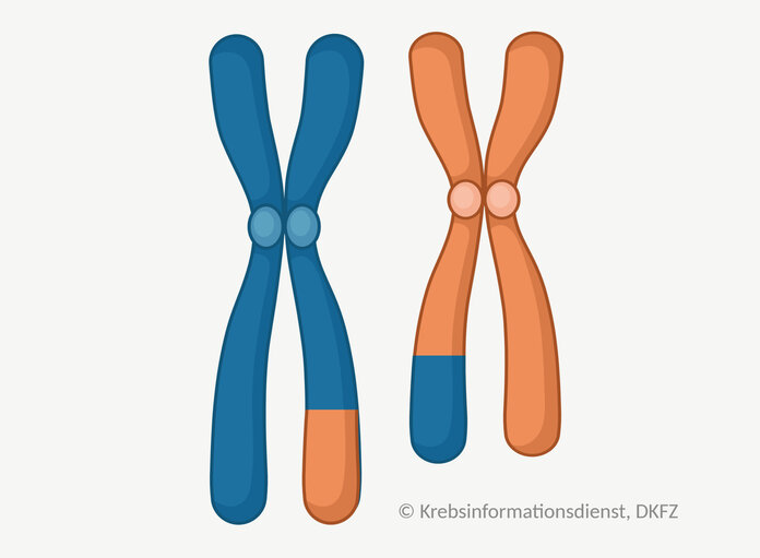 Zwei Chromosomen tauschen einen Abschnitt