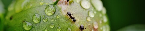 Ameisen krabbeln über eine geschlossene, von Wassertropfen bedeckte Knospe einer Pfingsrose.