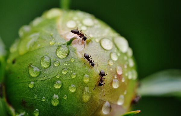 Ameisen krabbeln über eine geschlossene, von Wassertropfen bedeckte Knospe einer Pfingsrose.