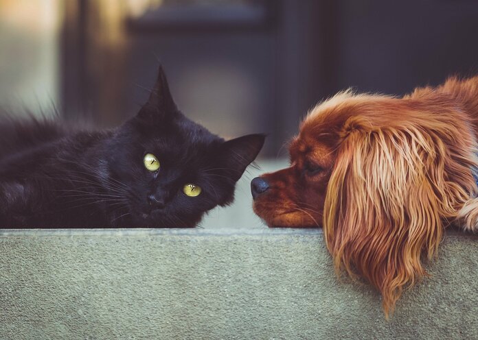 Eine scharze Katze und ein kleiner brauner Hund liegen sich friedlich gegenüber.