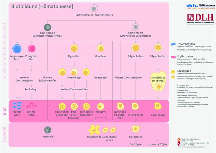 Übersicht zur Entwicklung von Blut- und Immunzellen