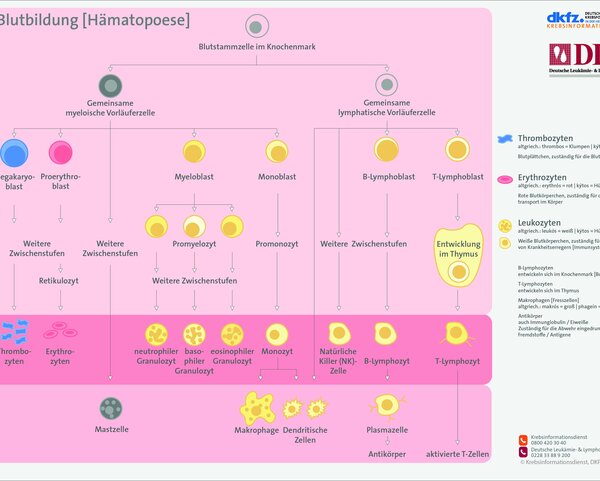 Übersicht zur Entwicklung von Blut- und Immunzellen