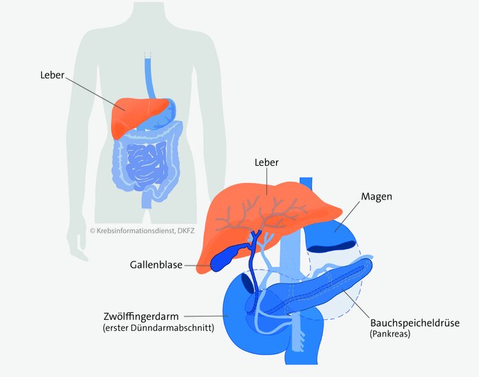 Lage der Leber im Körper.