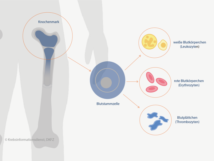 Blutzellen entstehen im Knochenmark aus Stammzellen.