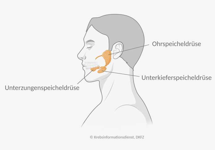 Anatomie der großen Speicheldrüsen. Diese liegen vor den Ohren, am Unterkiefer und unter der Zunge.