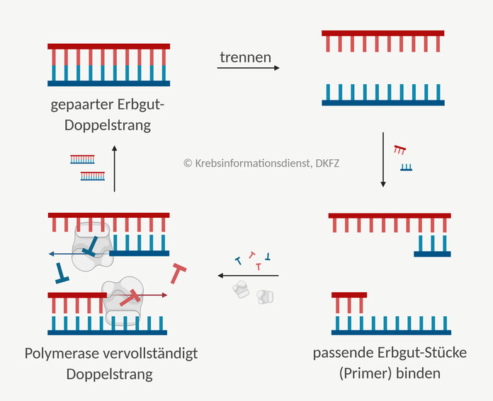 Ablauf der PCR (Polymeraseketterreaktion)