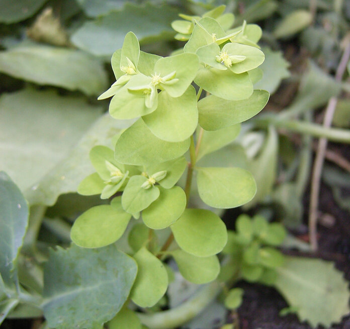 Garten-Wolfsmilch: unauffällige, grüne Pflanze mit rundlichen, glatten Blättern.