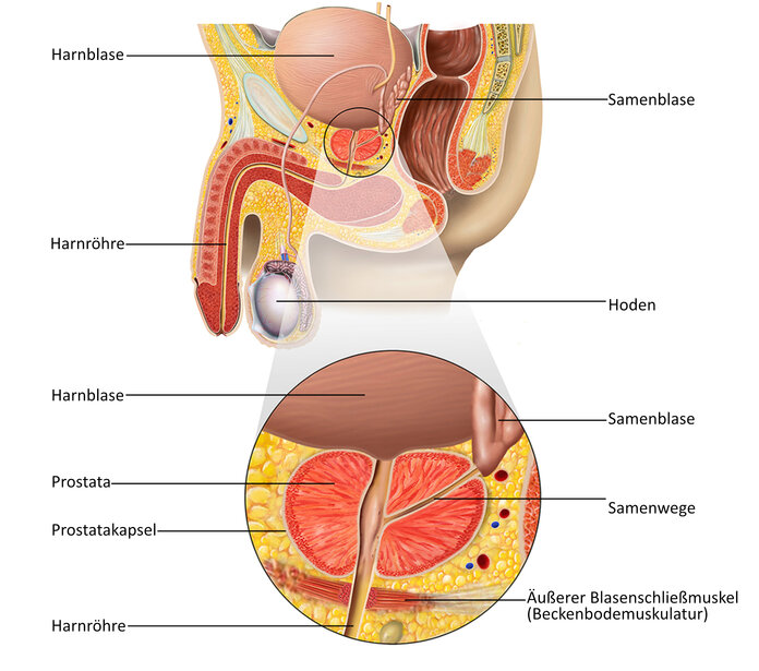 Graphische Darstellung der Prostata: sie liegt unterhalb der Harnblase und grenzt zum Rücken hin an den Enddarm.