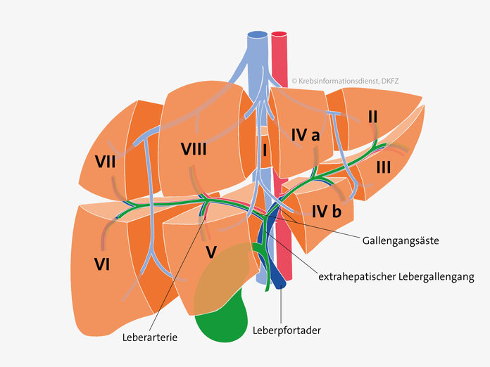 Grafische Darstellung der 8 Lebersegmente (römische Zahlen) und die Blutversorgung der einzelnen Leberteile.
