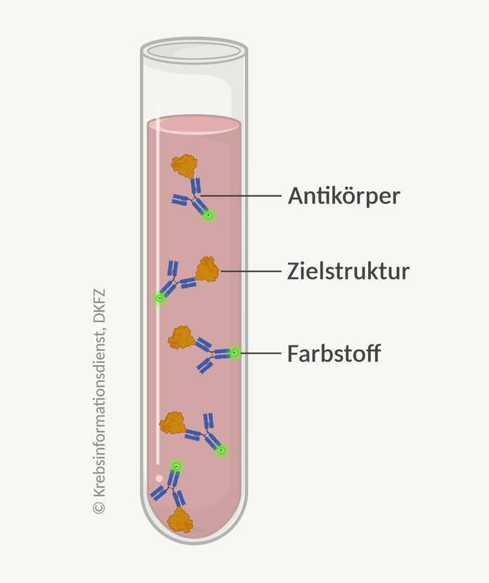 Antikörper binden an Zielstrukturin einem Röhrchen