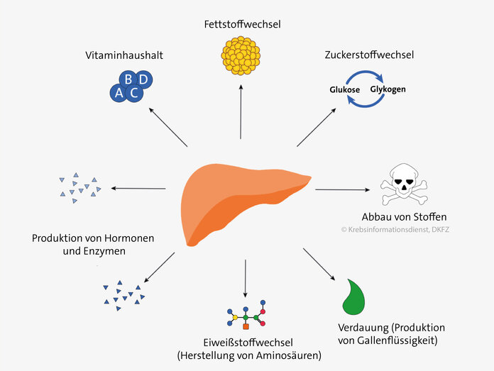 Zu den Aufgaben der Leber gehören: Fettstoffwechsel, Zuckerstoffwechsel, Abbau von Stoffen, Verdauung, Eiweißstoffwechsel, Produktion von Hormonen und Enzymen, Vitaminhaushalt