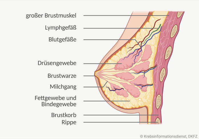 Grafische Darstellung vom anatomischen Aufbau einer weiblichen Brust. Abgebildet sind Gewebe, Blut- und Lymphgefäße, Milchgänge und Brustwarze