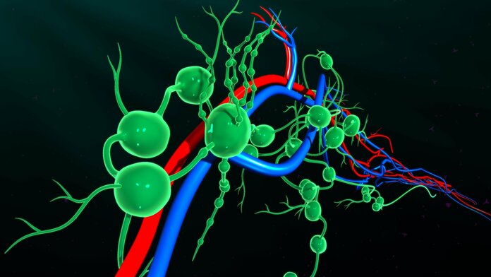 Graphische Darstellung von Lymphgefäßen, Arterien und Venen.