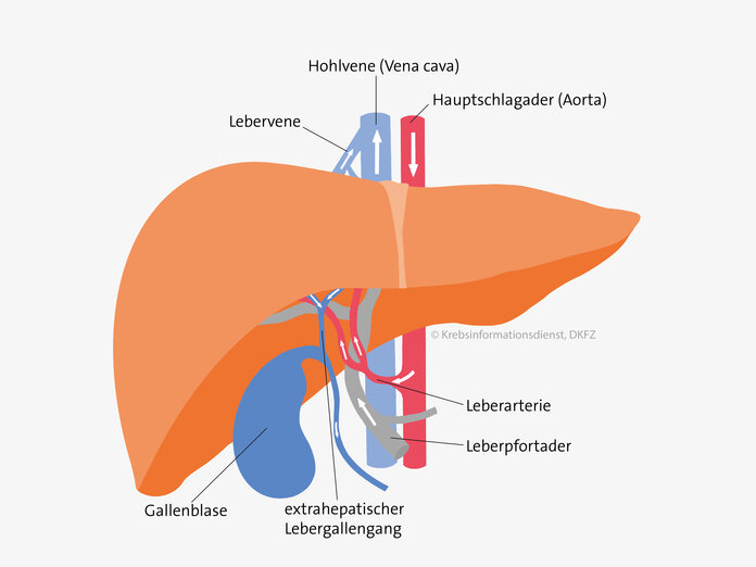 Die Leber wird von zwei Gefäßen mit Blut versorgt.