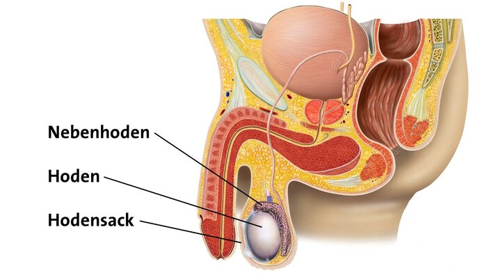 Anatomische Darstellung der männlichen Geschlechtsorgane mit Penis, Hoden, Nebenhoden und Hodensack.