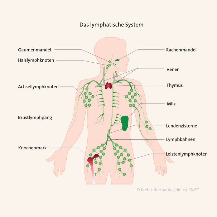 Das lymphatische System mit Lymphbahnen, Brustlymphgang, Achsel-, Hals- und Leistenlymphknoten, Gaumen- und Rachenmandeln sowie Thymus, Milz, Lendenzisterne und Knochenmark.