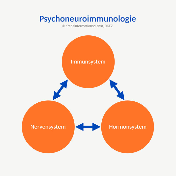 Vereinfachte schematische Darstellung der Psychoneuroimmunologie mit den Wechselwirkungen zwischen Nerven-, Immun- und Hormonsystem.