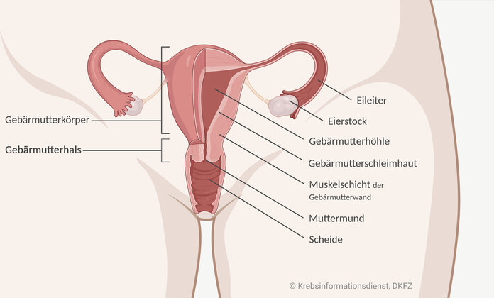 Anatomie der weiblichen Geschlechtsorgane mit Gebärmutterhals am unteren der Scheide