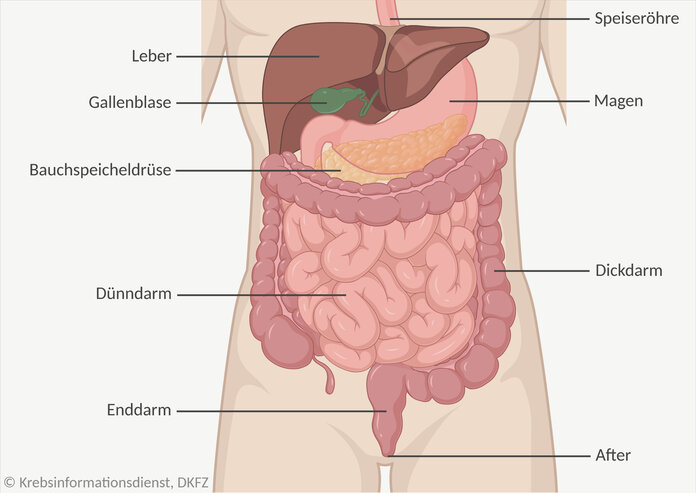 Schematische Darstellung der Verdauungsorgane im menschlichen Körper.